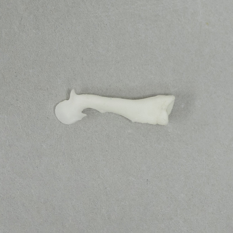 Real Squirrel Baculum - Single