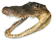 Real Freeze-dried Alligator Head