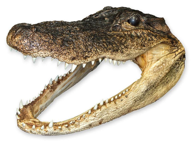 Real Freeze-dried Alligator Head