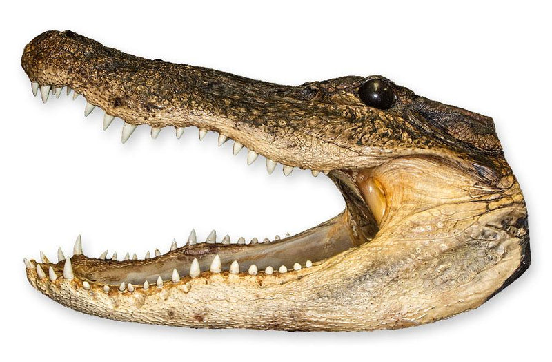 Real Freeze-dried Alligator Head
