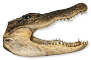 Real Freeze-dried Alligator Head
