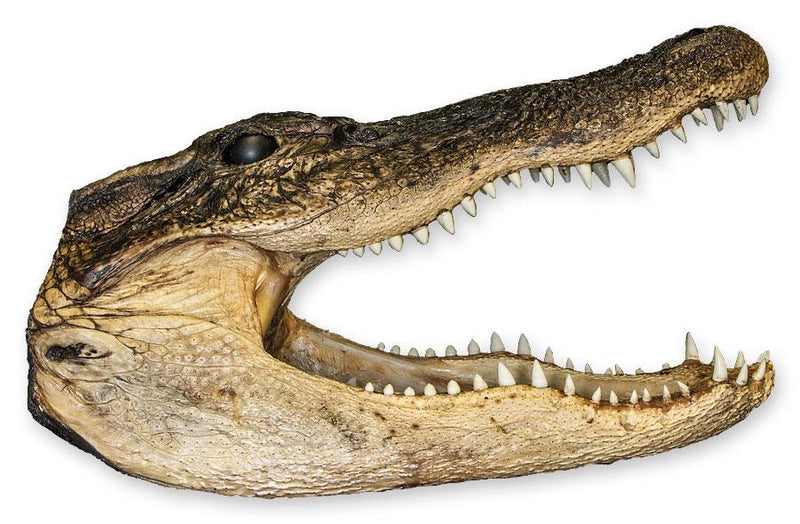 Real Freeze-dried Alligator Head