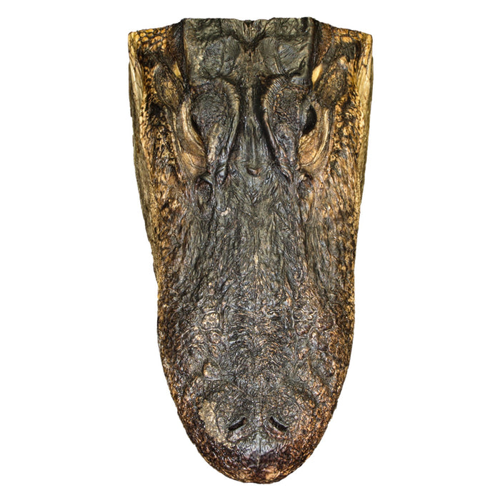 Real Freeze-Dried Alligator Head