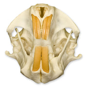 Real Attwater's Pocket Gopher Skull