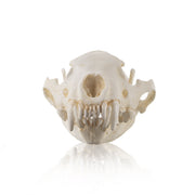 Replica Wolverine Skull
