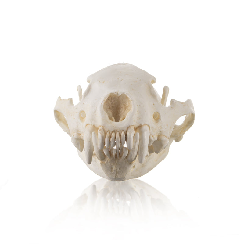Replica Wolverine Skull