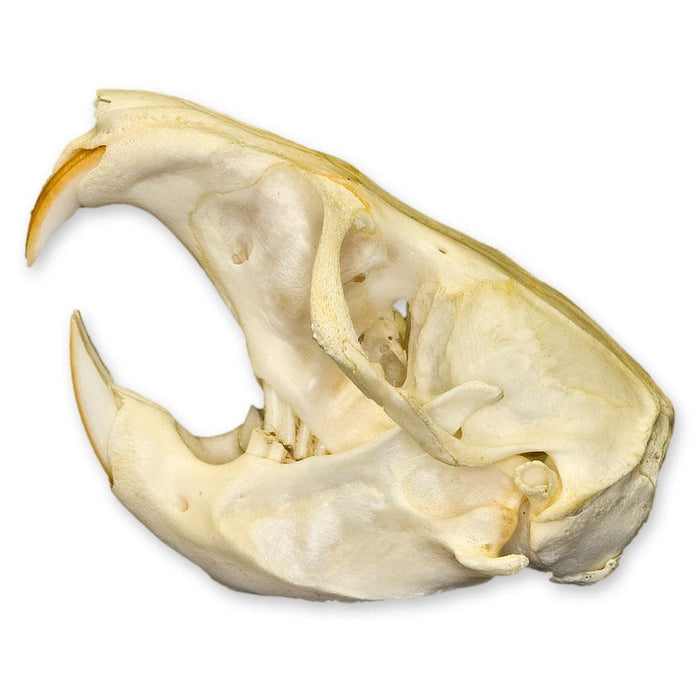 Real Attwater's Pocket Gopher Skull
