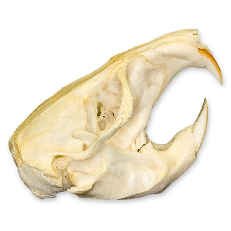 Real Attwater's Pocket Gopher Skull