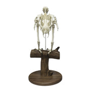 Replica Bald Eagle Skeleton