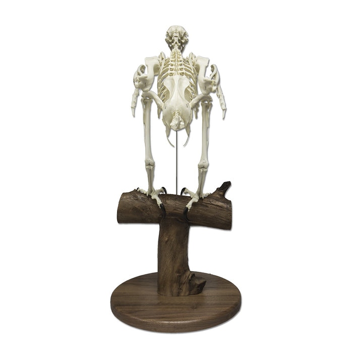 Replica Bald Eagle Skeleton - Articulated