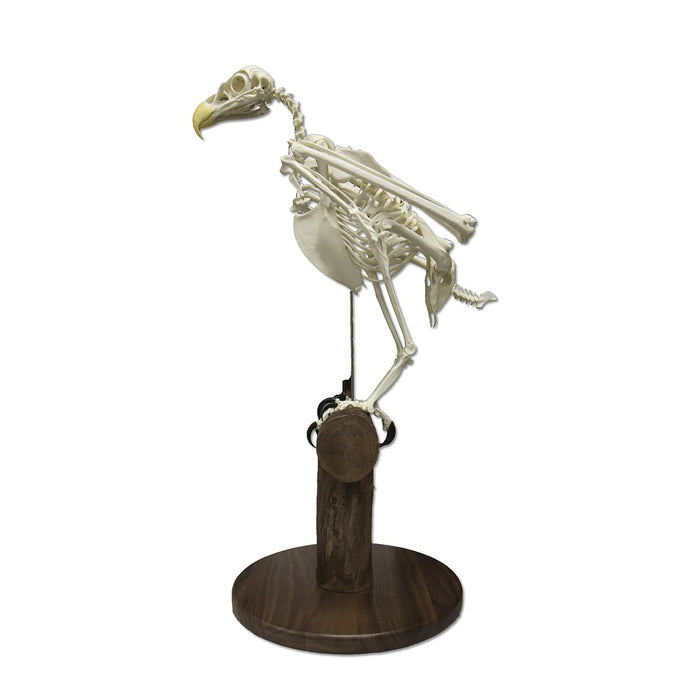 Replica Bald Eagle Skeleton - Articulated