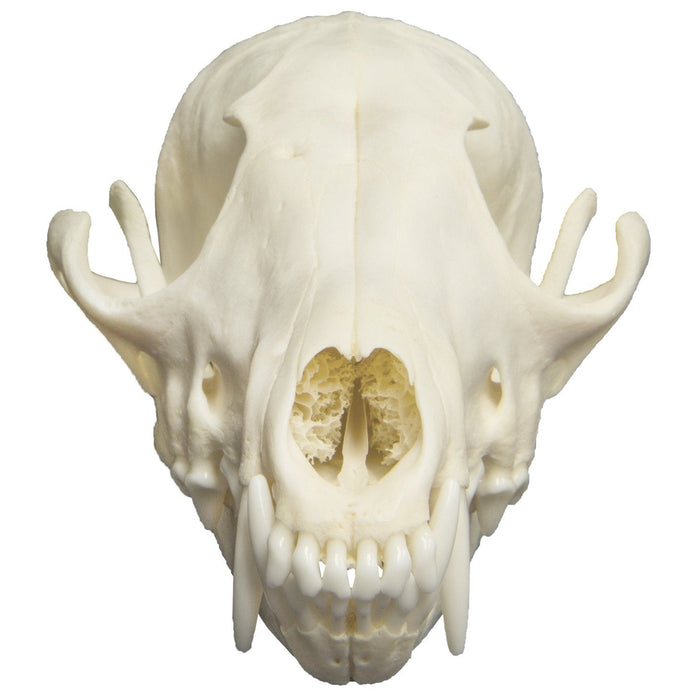 Fox Roting Skull Fox Skull Front