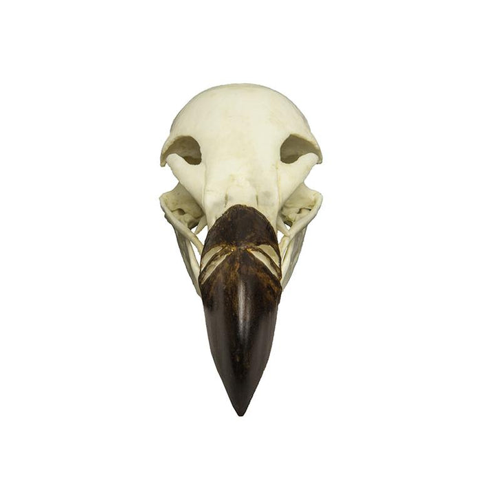 Replica Griffon Vulture Skull
