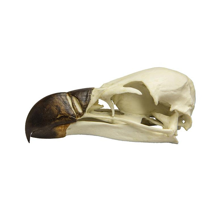 Replica Griffon Vulture Skull