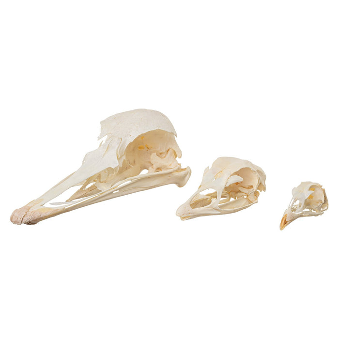Real Comparative Skull Kit - Bird Collection