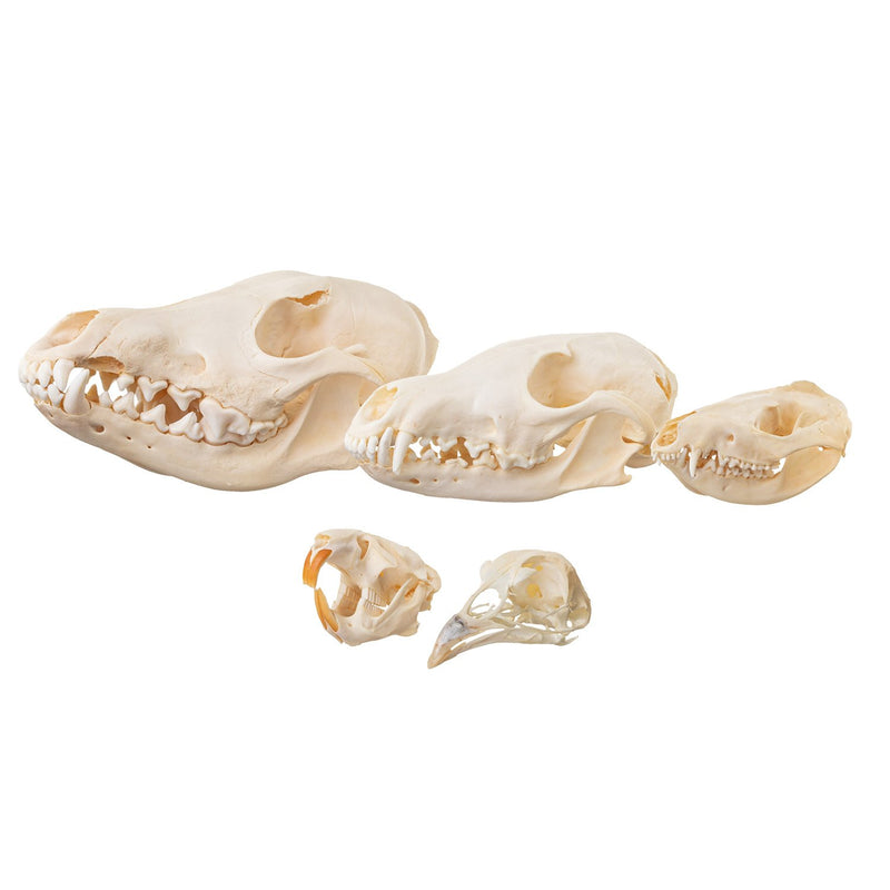 Real Dietary Comparison Skull Set