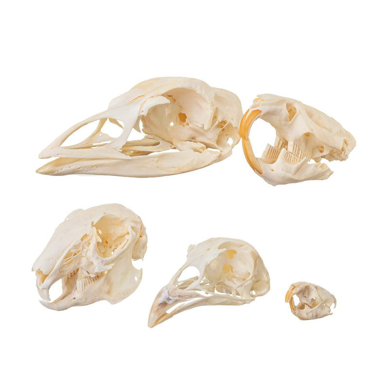 Real Skull Comparison Kit - Prime Collection