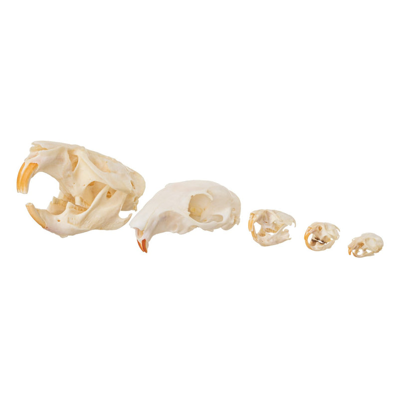 Real Rodent Skull Comparison Kit