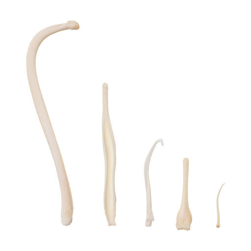 Real Baculum Set (Raccoon, Mink, Weasel, Coyote, and Beaver)
