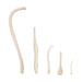Real Baculum Set (Raccoon, Mink, Weasel, Coyote, and Beaver)