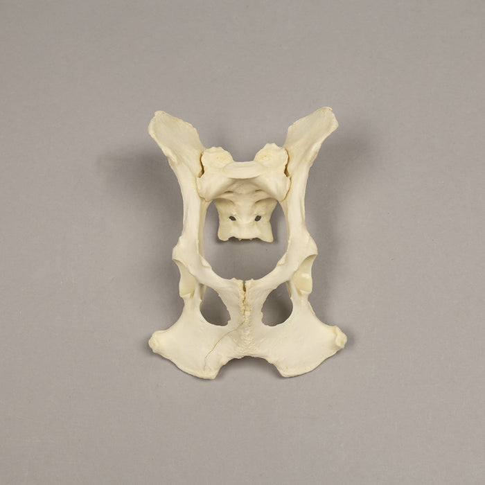 Real Domestic Dog Spine with Pelvis & Sacrum