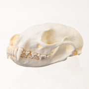 Replica Fisher Skull - Female
