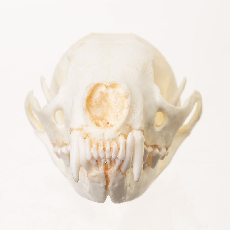 Replica Fisher Skull - Female