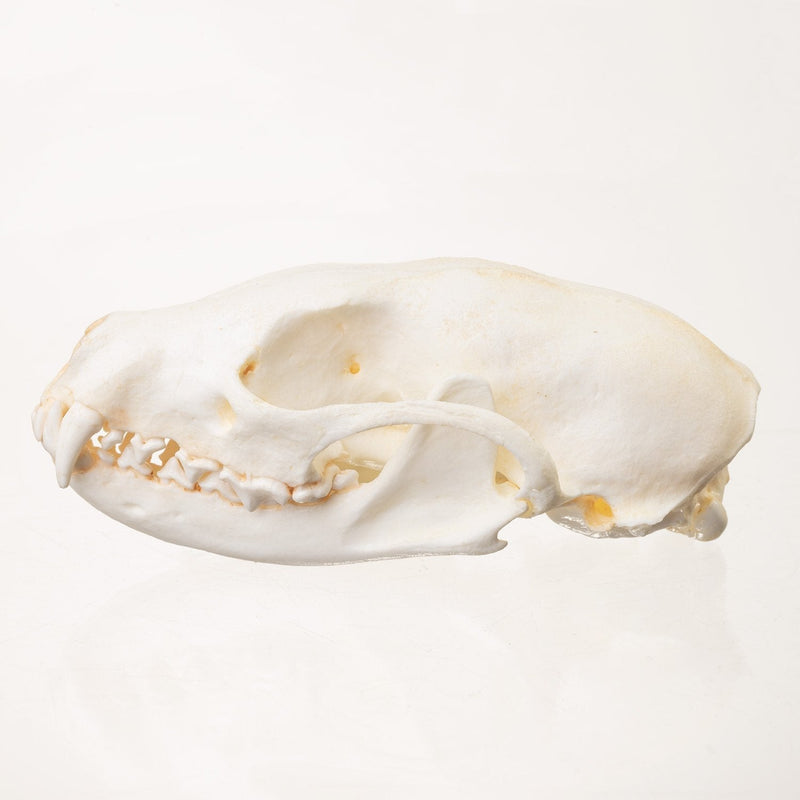 Replica Fisher Skull - Female