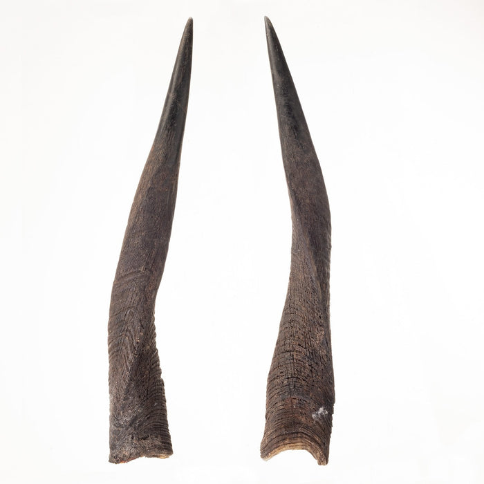 Real Bushbuck Horns - Pair