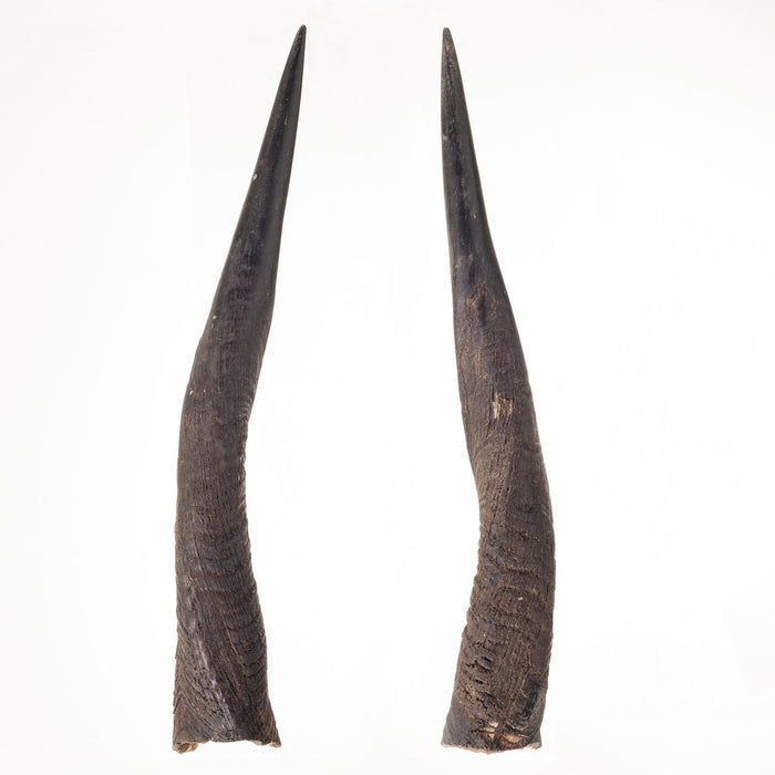 Real Bushbuck Horns - Pair
