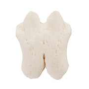 Real Pig Proboscis Bone