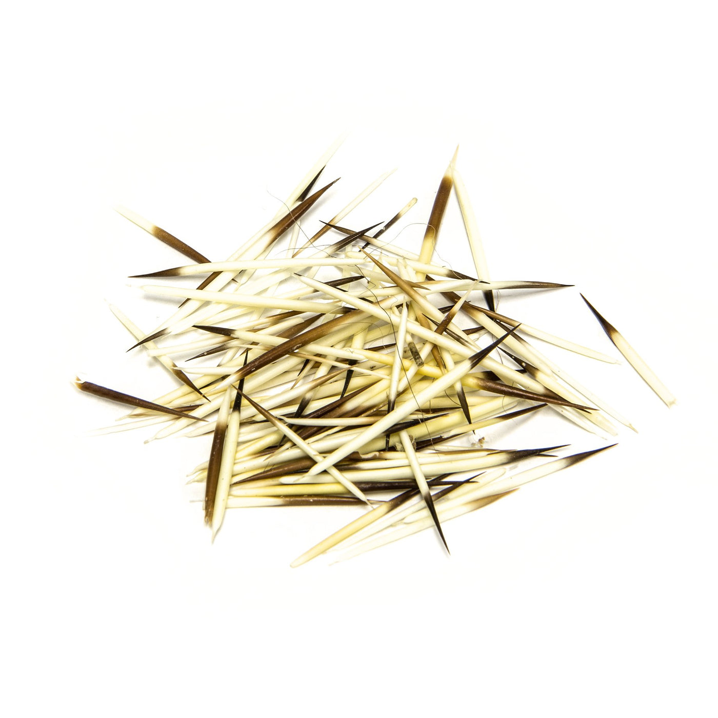 Real American Porcupine Quills Small — Skulls Unlimited International, Inc.