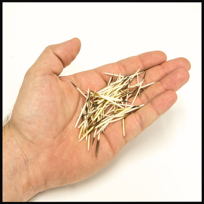 Real American Porcupine Quills - Extra Small