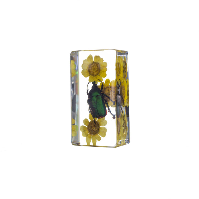 Real Chafer Beetle with Flowers in Acrylic Paperweight