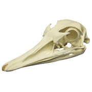 Replica Greater Rhea Skull