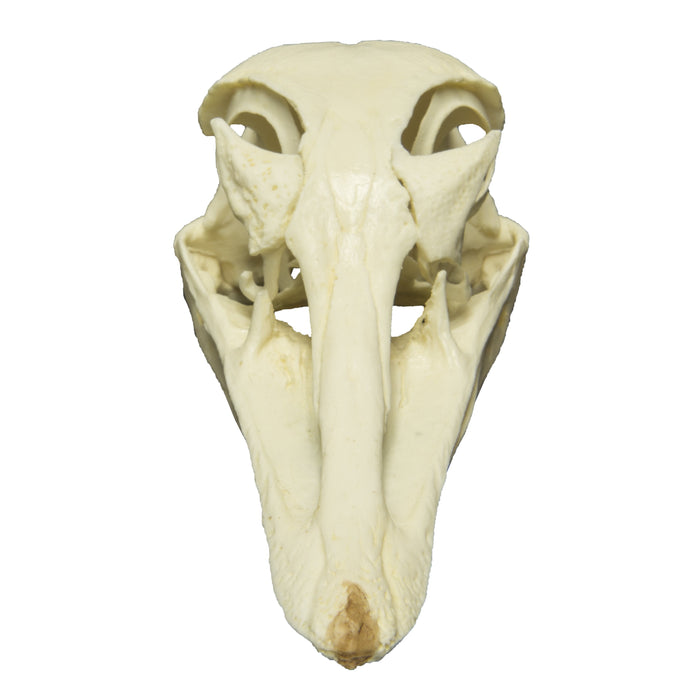 Replica Greater Rhea Skull