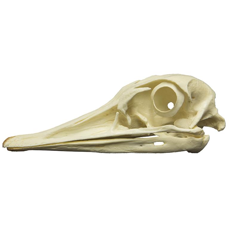 Replica Greater Rhea Skull