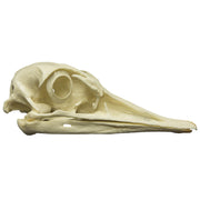Replica Greater Rhea Skull