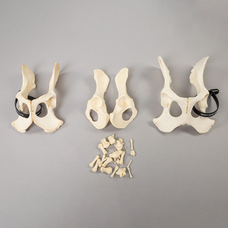 Real Bag-O-Dog Pelvises