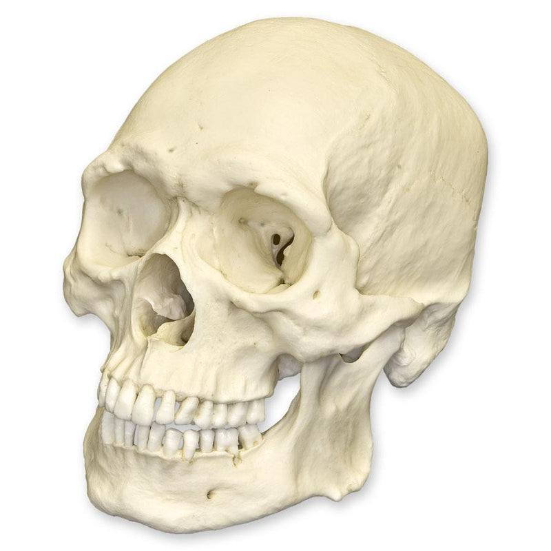 Replica Human Skull - Robust Asian Male