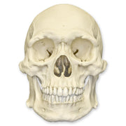Replica Human Skull - Robust Asian Male