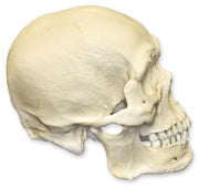 Replica Human Skull - Robust Asian Male