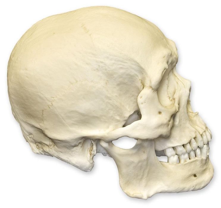 Replica Human Skull - Robust Asian Male