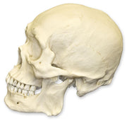 Replica Human Skull - Robust Asian Male