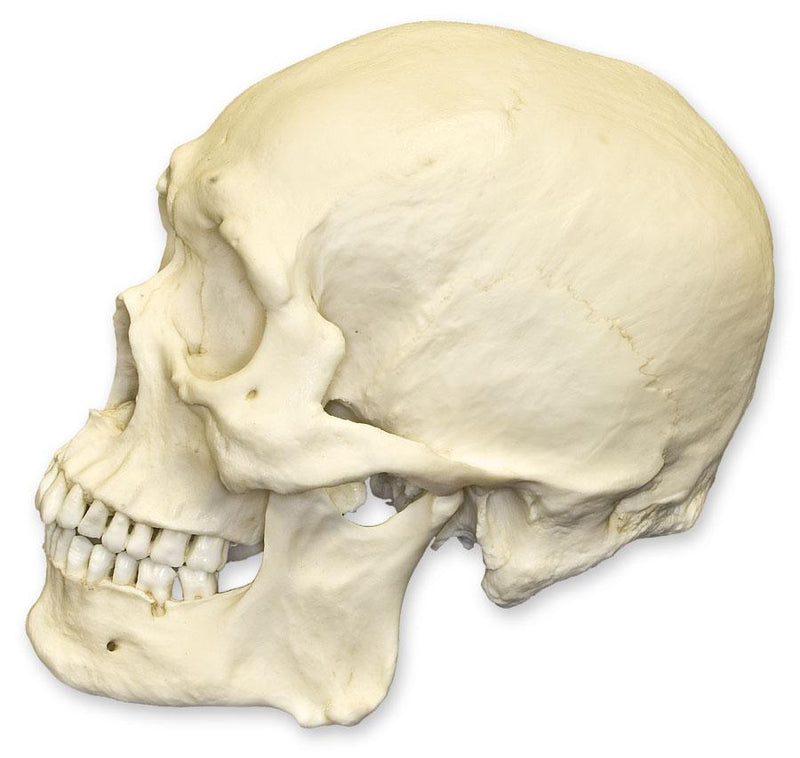 Replica Human Skull - Robust Asian Male
