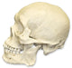 Replica Human Skull - Robust Asian Male