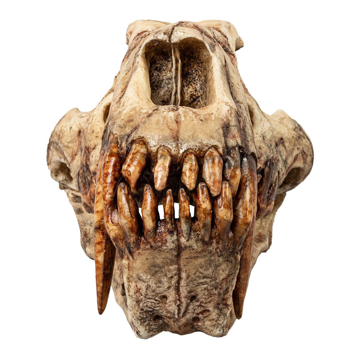 Replica Sabertooth Cat (Xenosmilus hodsonae) Skull