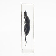 Real Stag Beetle in Acrylic Paperweight