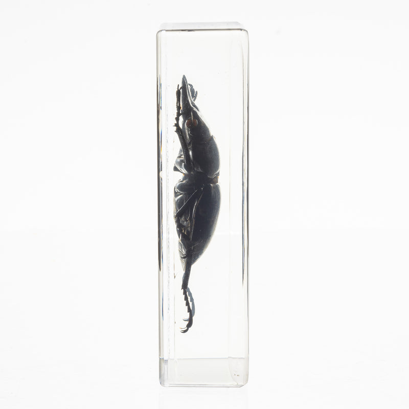 Real Stag Beetle in Acrylic Paperweight