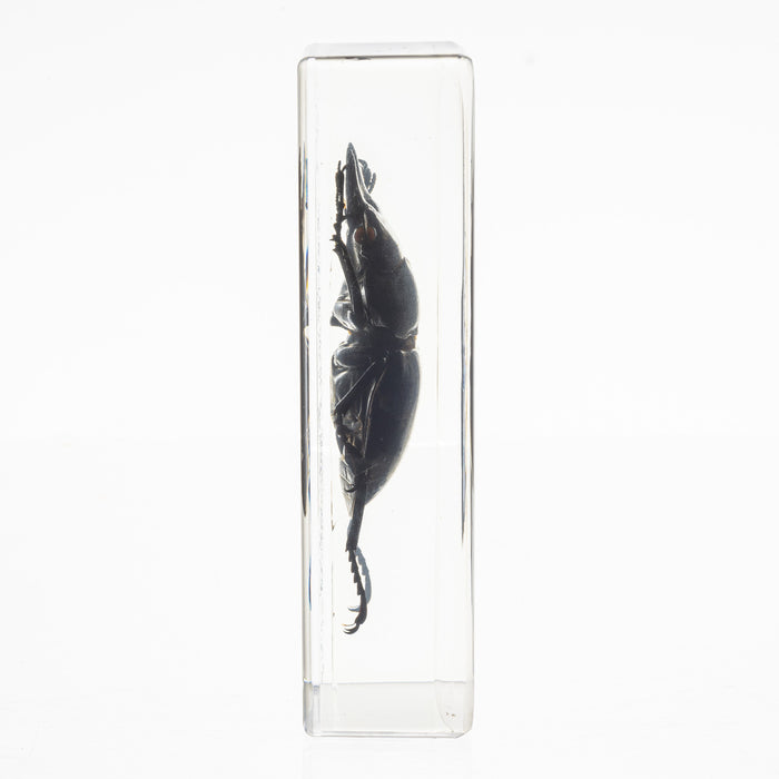 Real Stag Beetle in Acrylic Paperweight
